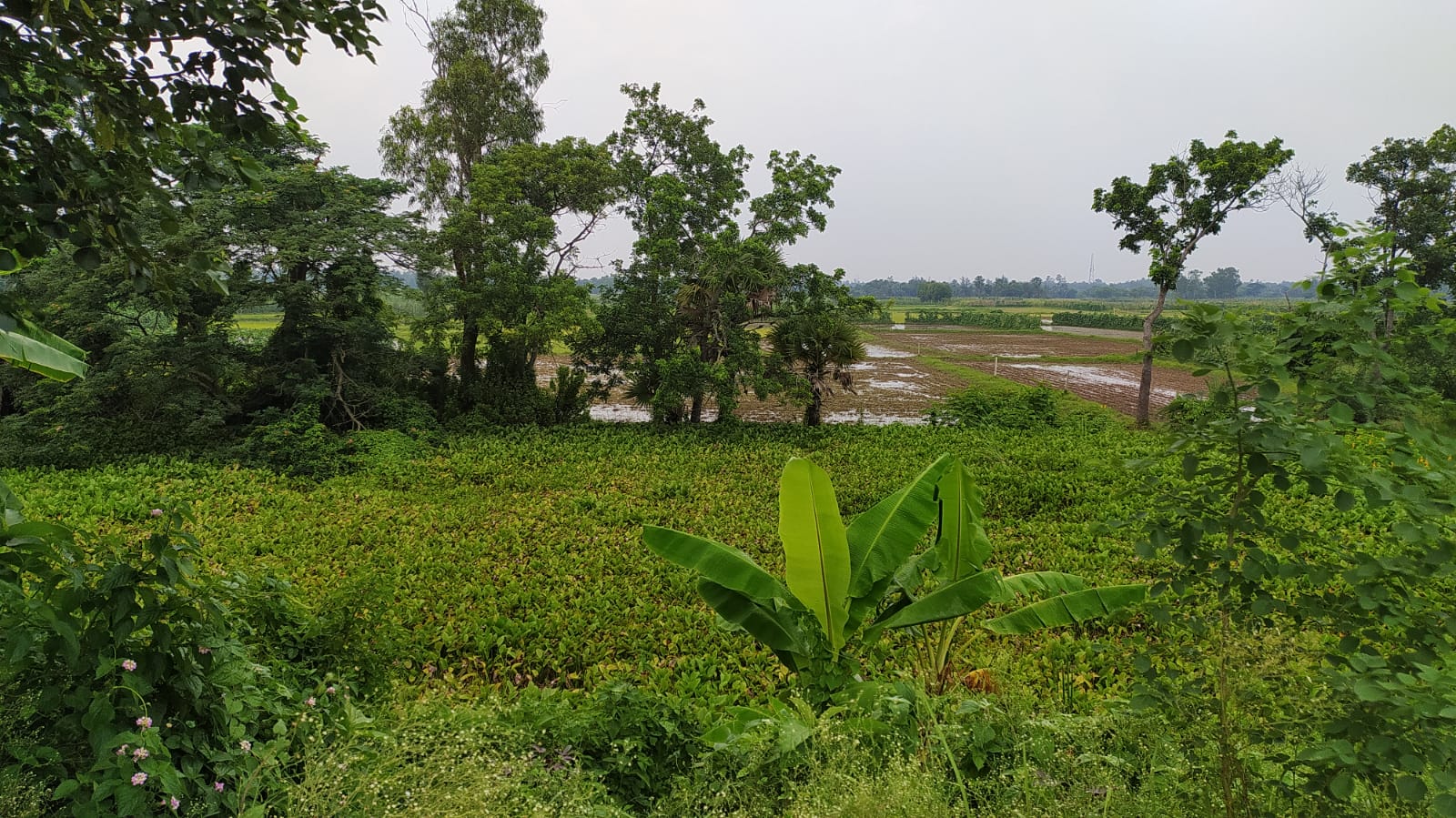 Land For Sale in Diamond Harbour South 24 Parganas